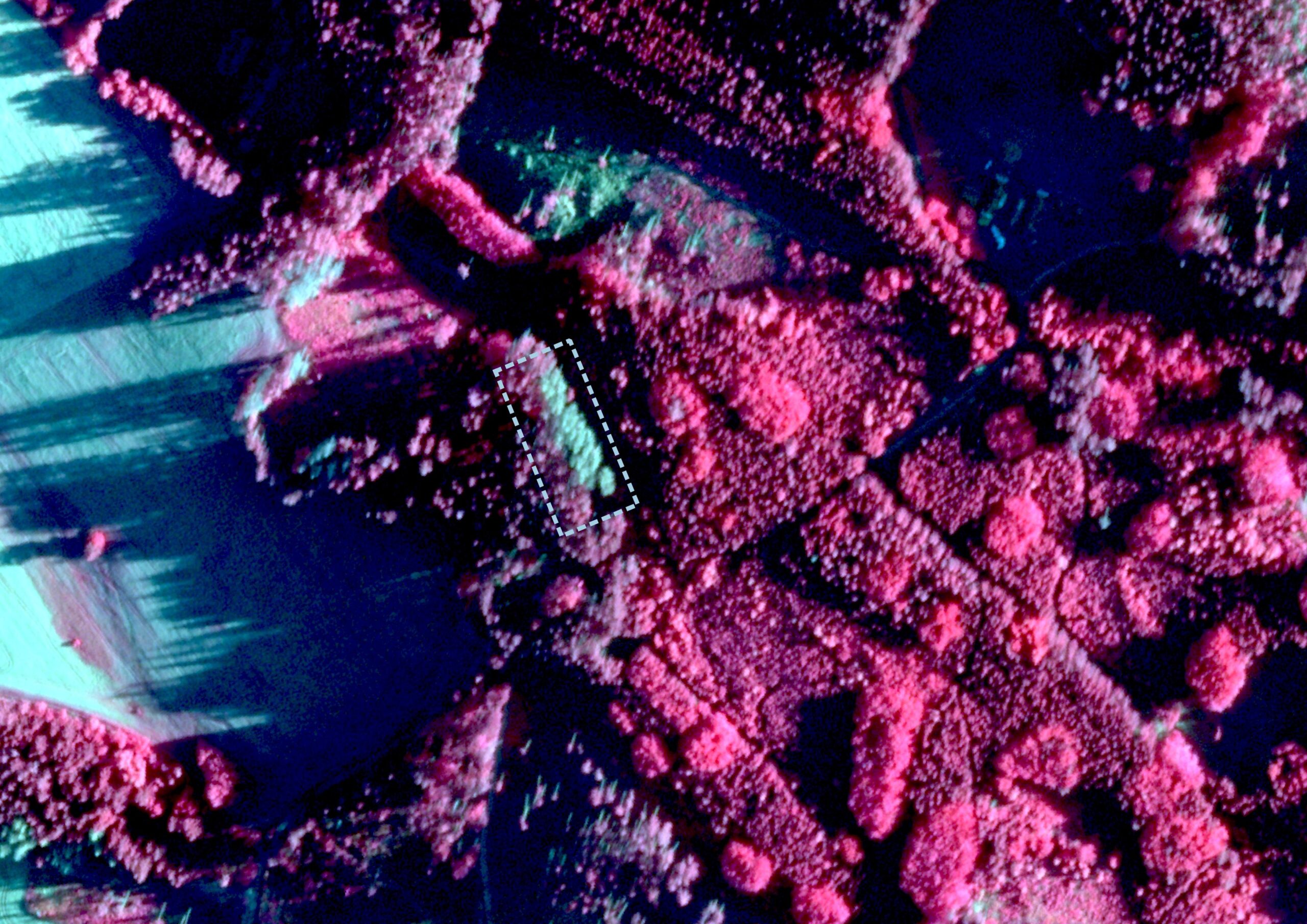 Satellite imagery for reforestation Dead trees identified with satellite imagery SPACETREES