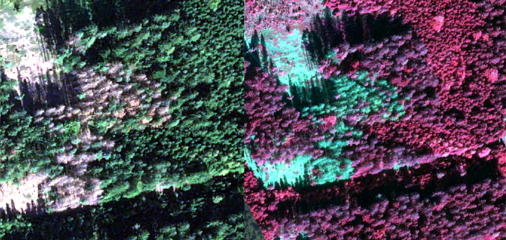 Satellite imagery for reforestation Comparison of trees identified with satellite imagery SPACETREES