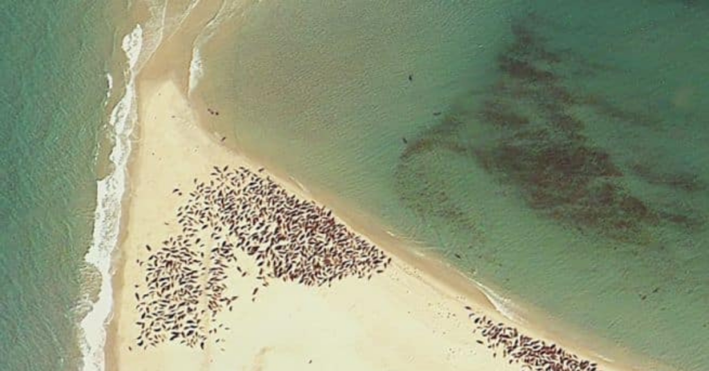 Counting seals in cape cod with satellites