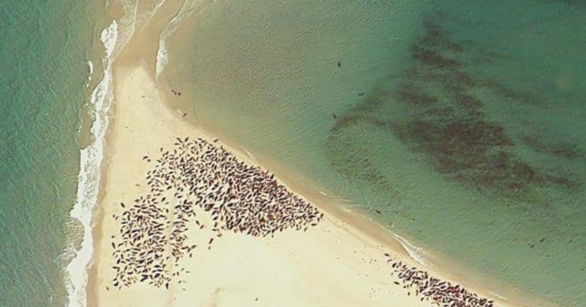 Counting seals in cape cod with satellites