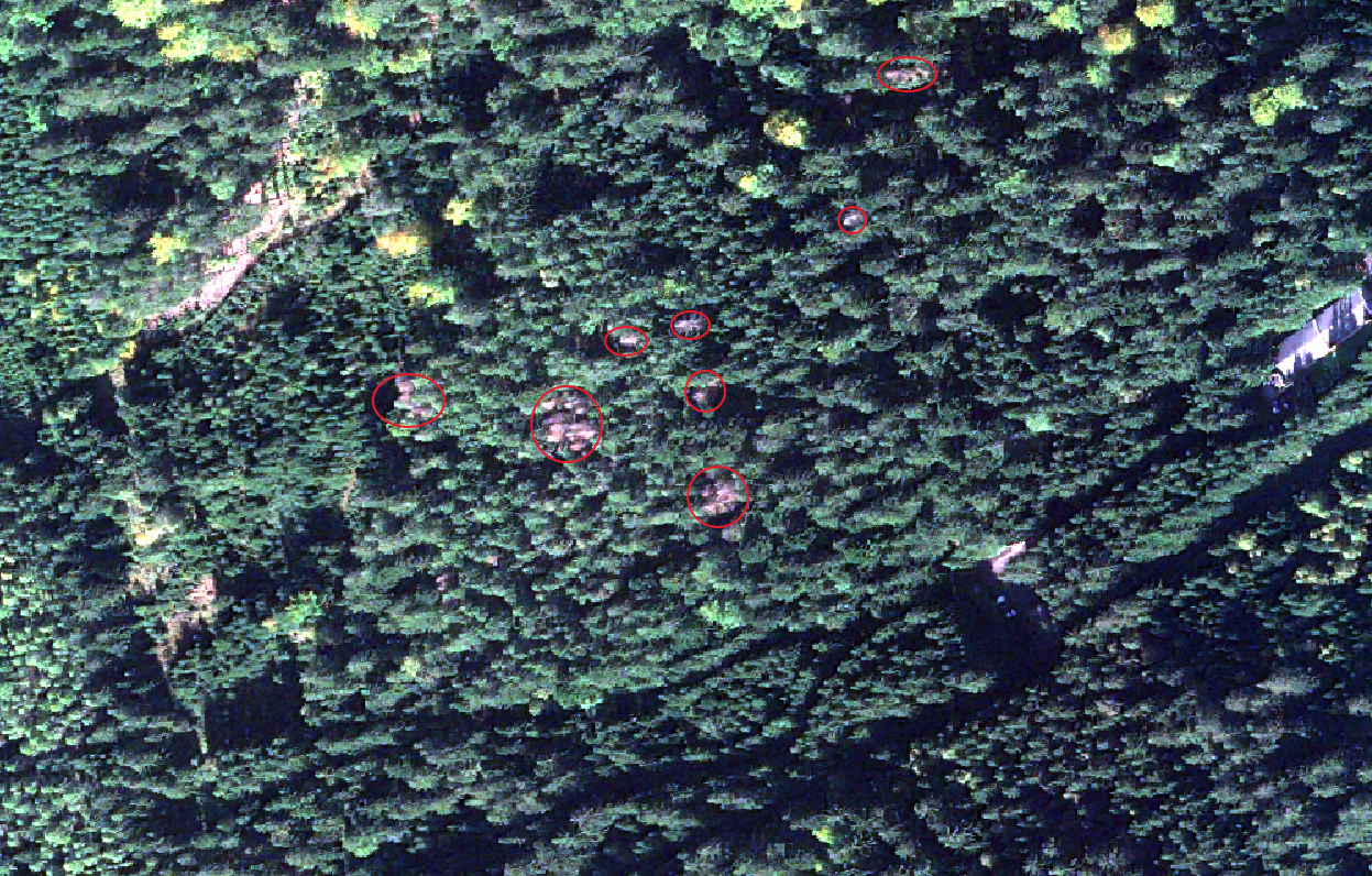 Satellite imagery for reforestation Dead trees identified with satellite imagery SPACETREES